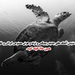 دانلود آهنگ مثل یه پرنده که همه پراشو چیدن از شادمهر عقیلی